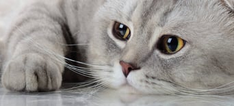 International Cat Day 8th August Days Of The Year