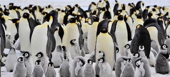 Penguin Awareness Day (20th January) Days Of The Year