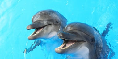 Dolphin Day Days Of The Year (14th April)