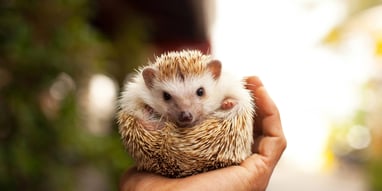 Hedgehog Day Days Of The Year (2nd February)