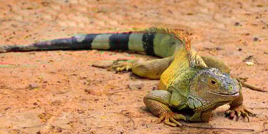 Reptile Awareness Day (21st October) Days Of The Year