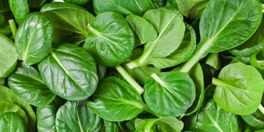 Spinach Day (26th March) Days Of The Year