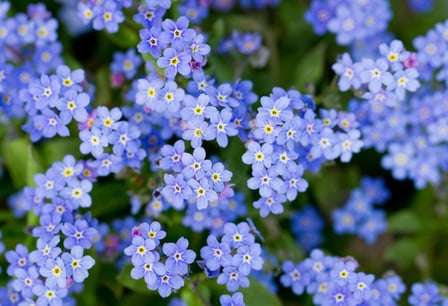 Forget Me Not Day 10th November Days Of The Year