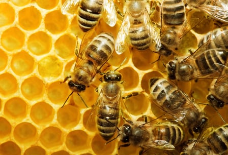 World Bee Day th May Days Of The Year World Bee Day th May Days Of The Year