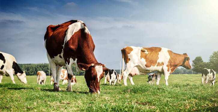 Cow Appreciation Day (13th July, 2021) Days Of The Year