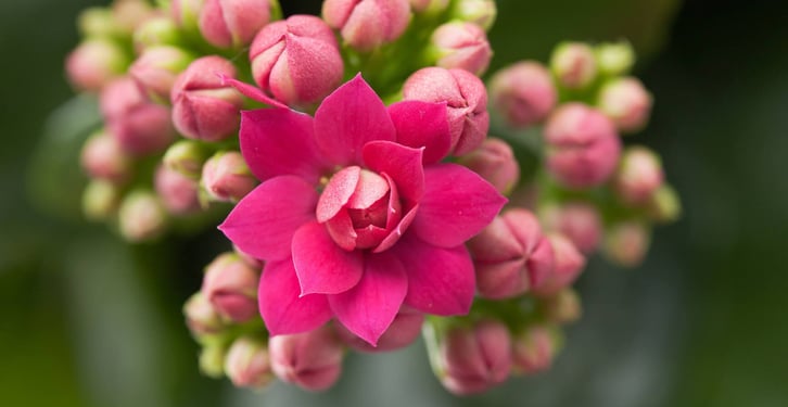 Houseplant Appreciation Day (10th January) Days Of The Year