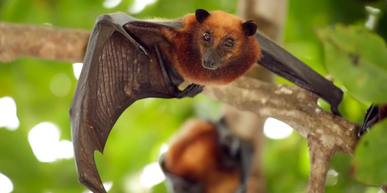 Bat Appreciation Day Days Of The Year (17th April)