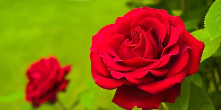 Red Rose Day (12th June) Days Of The Year