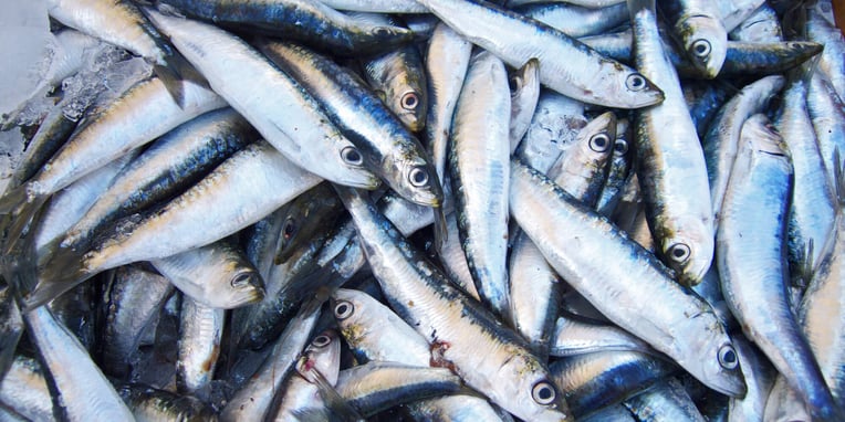 Sardines Day (24th November) Days Of The Year