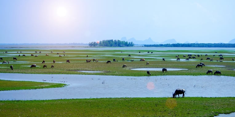 World Wildlife Conservation Day (4th December) Days Of The Year