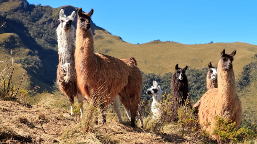 Alpaca Day (10th September) Days Of The Year