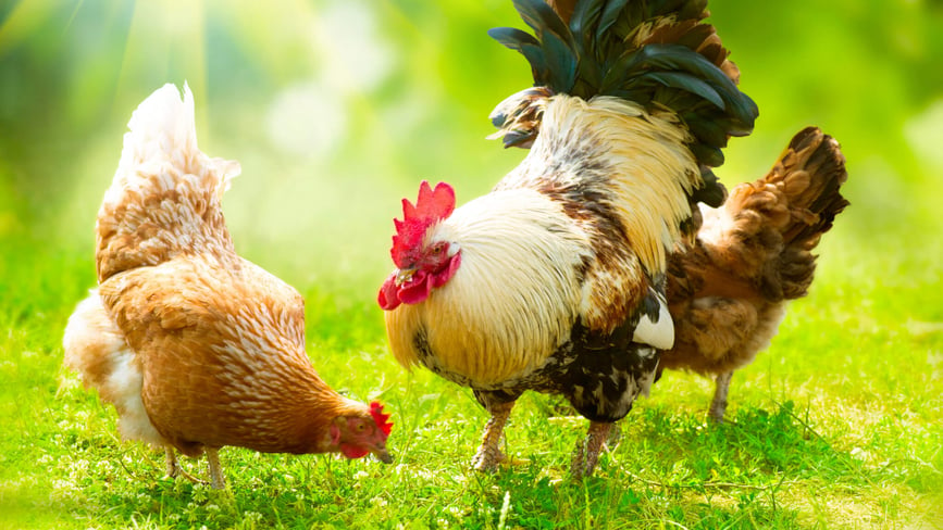 优质土鸡市场需求如何，怎么选择土鸡品种？ - 养殖百科 - 中国农业科普网
