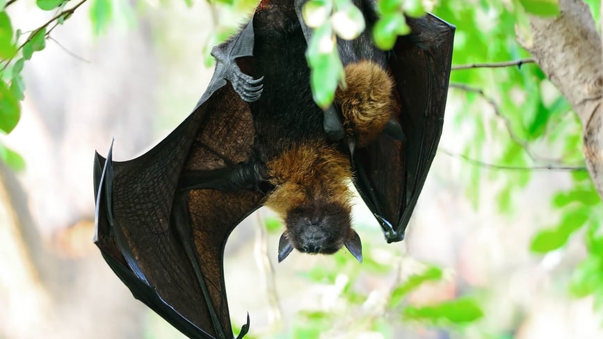 International Bat Night (27th August) Days Of The Year