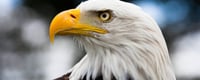 American Eagle Day (20th June) Days Of The Year
