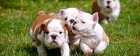Bulldogs Are Beautiful Day (21st April) Days Of The Year