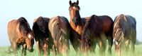 Horse Protection Day (1st March) Days Of The Year