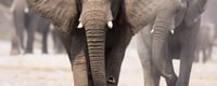 World Elephant Day (12th August) Days Of The Year