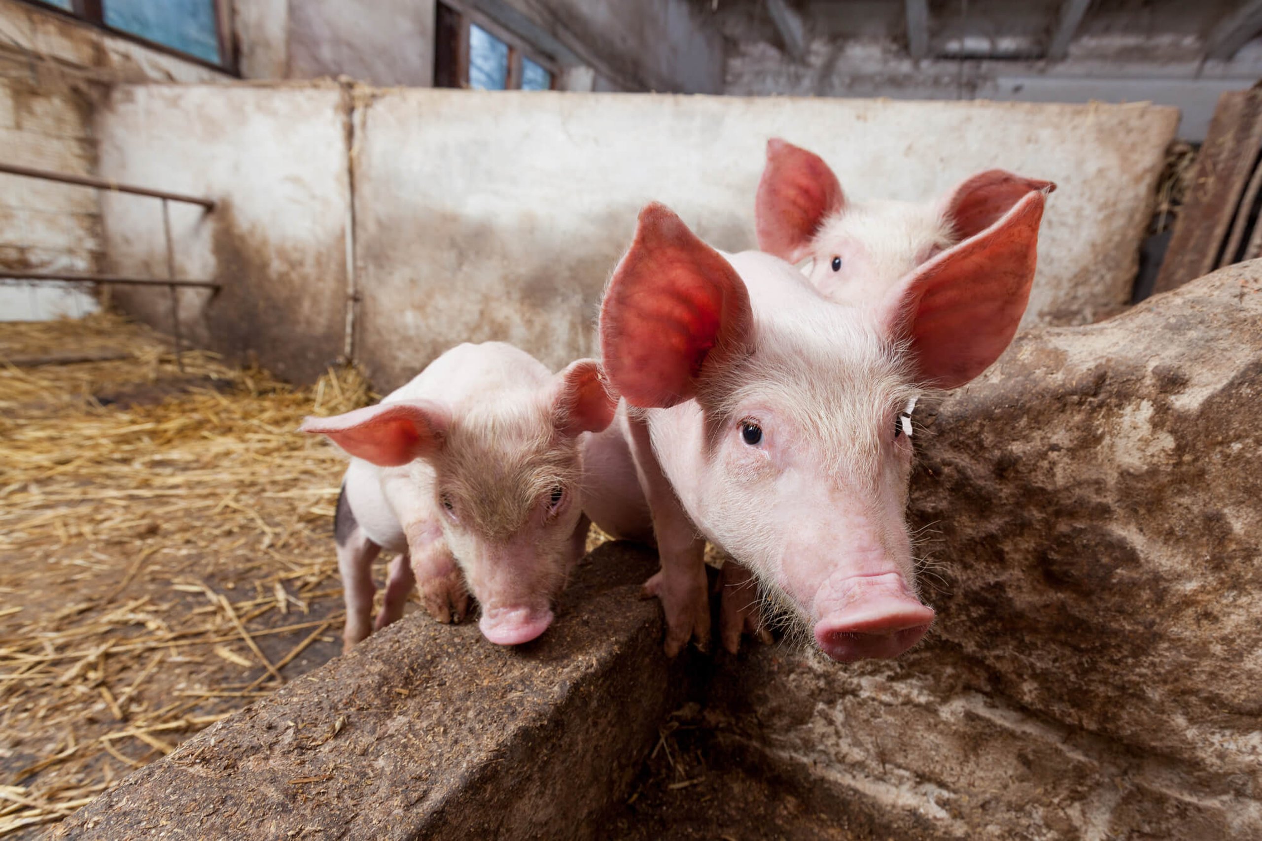 Discover Your Perfect Farm Addition: Browse Our Selection Of Farm Animals