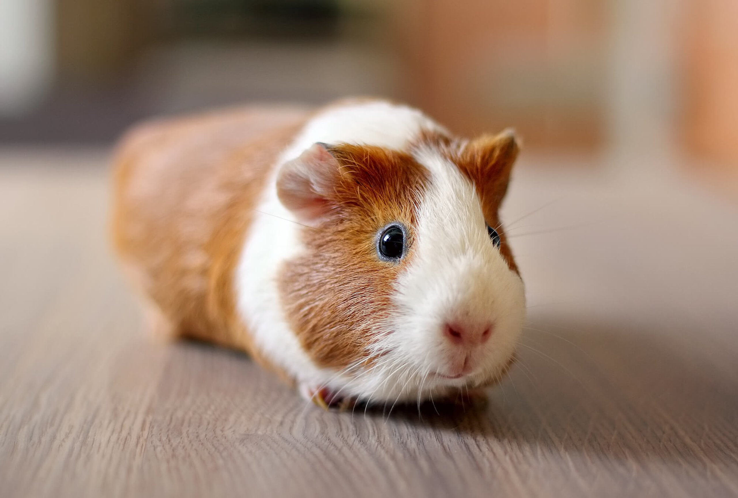 Guinea Pig Appreciation Day (16th July) | Days Of The Year