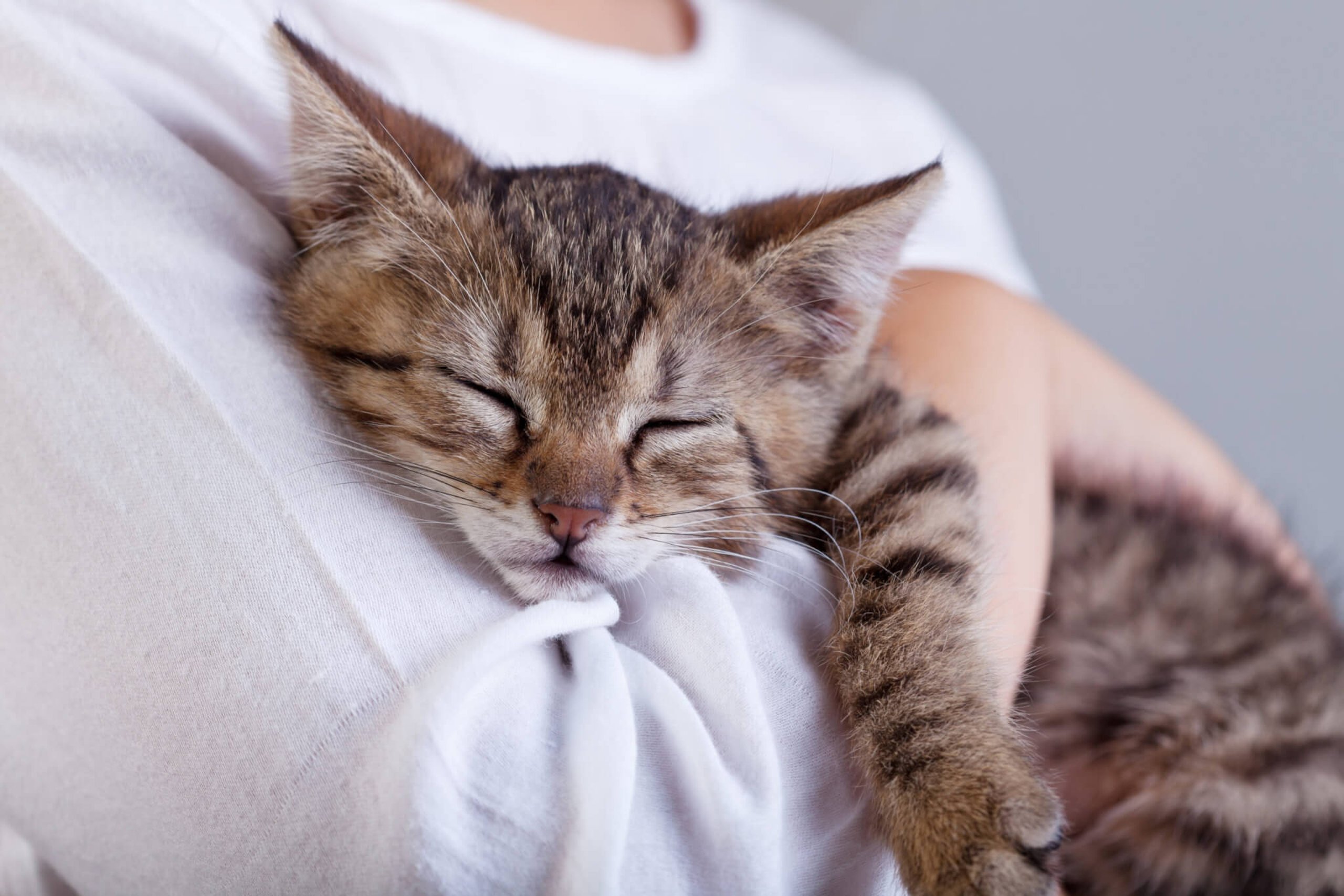 Hug Your Cat Day (4th June) | Days Of The Year