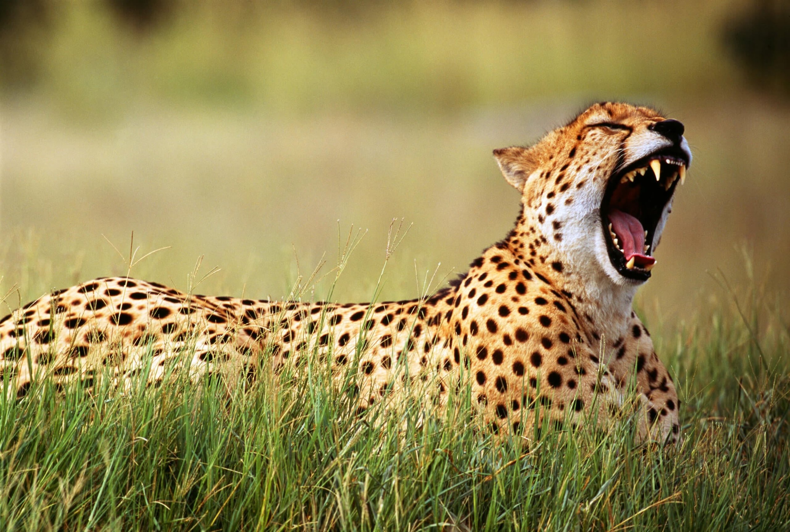 International Cheetah Day (4th December) | Days Of The Year