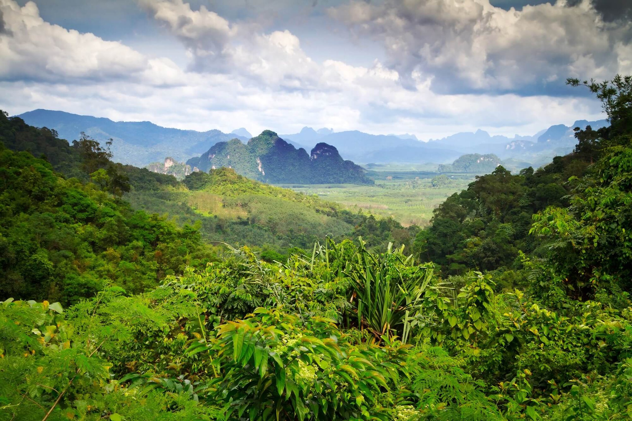 World Rainforest Day (22nd June) | Days Of The Year