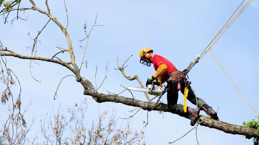 Arborist Appreciation Day (16th June) Days Of The Year
