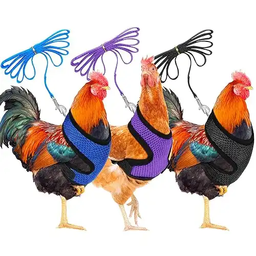 Fancy Chicken Harness
