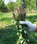 National Invasive Species Awareness Week