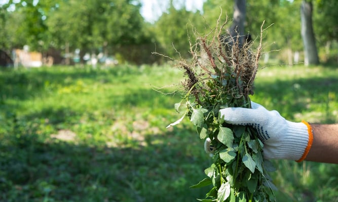 National Invasive Species Awareness Week