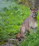 Save the Florida Panther Day