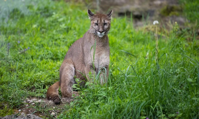 Save the Florida Panther Day