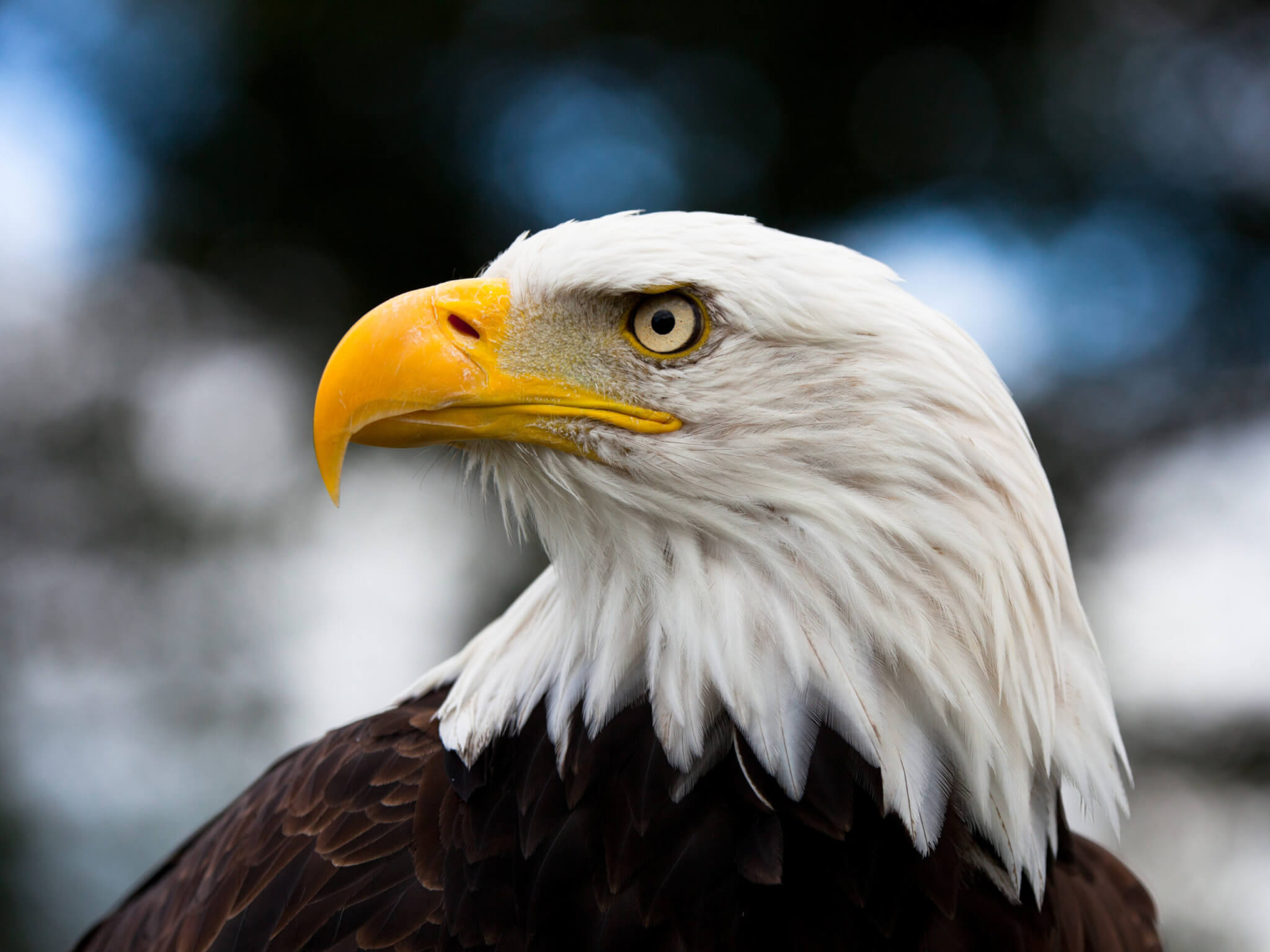 National American Eagle Day (June 20th) | Days Of The Year