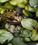 american frog day