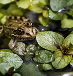 american frog day
