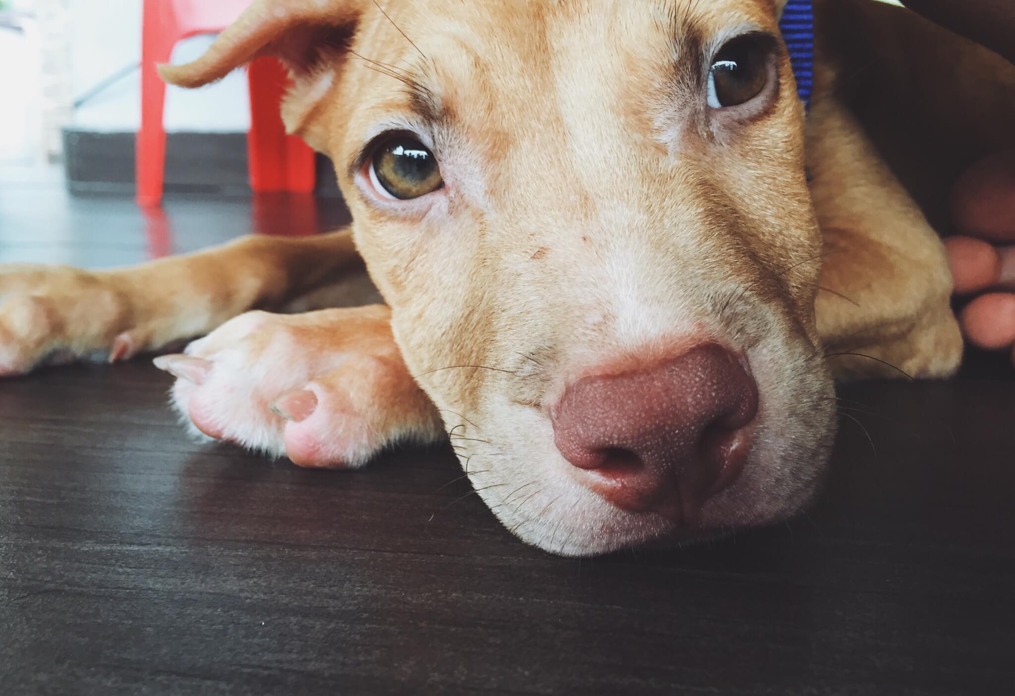 National pit bull sales rescue