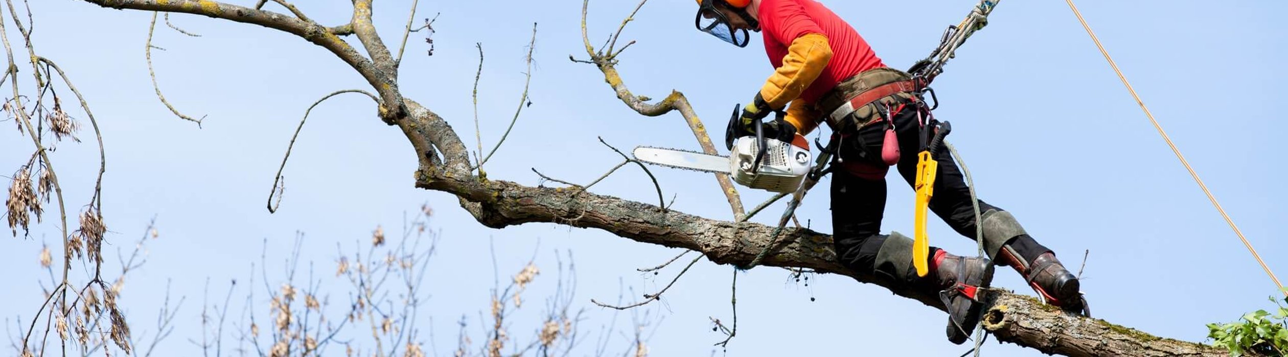 Arborist Appreciation Day | Days Of The Year