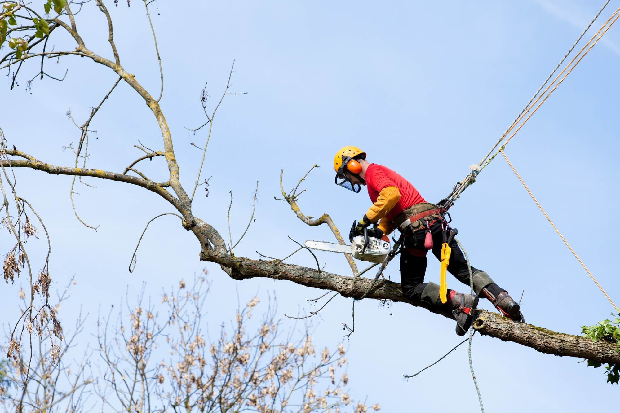 Tree Lopping Brisbane Northside