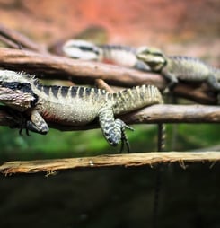 An Australian water dragon (Intellagama lesueurii) resting on a branch at the National Aquarium in Napier, New Zealand.