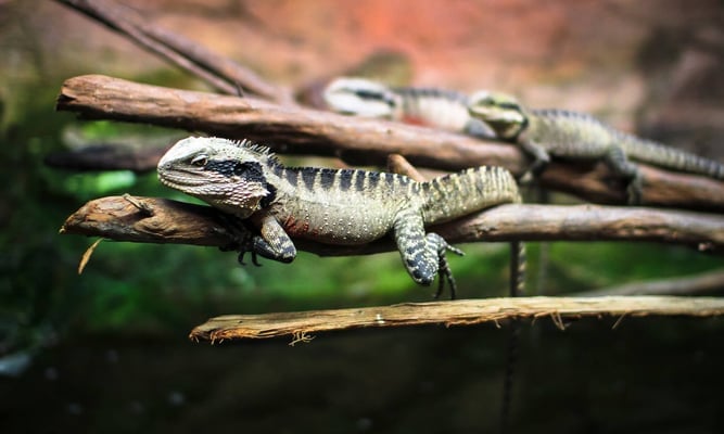 An Australian water dragon (Intellagama lesueurii) resting on a branch at the National Aquarium in Napier, New Zealand.