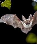 bat appreciation month