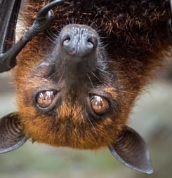 Bat Appreciation Week