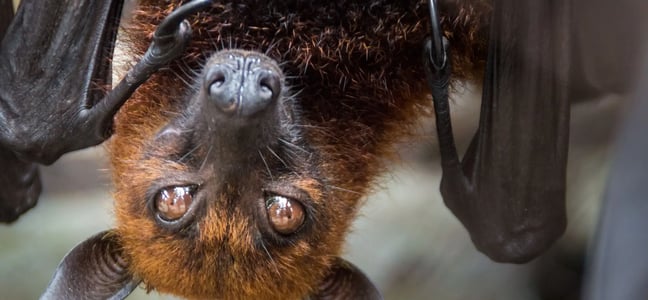 Bat Appreciation Week