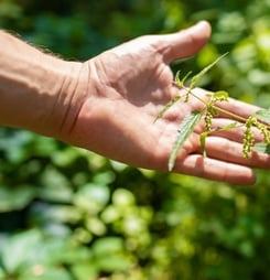 be nice to nettles week