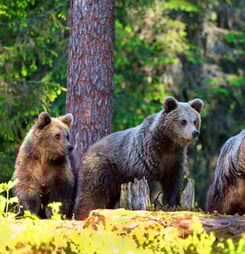 bear necessities month