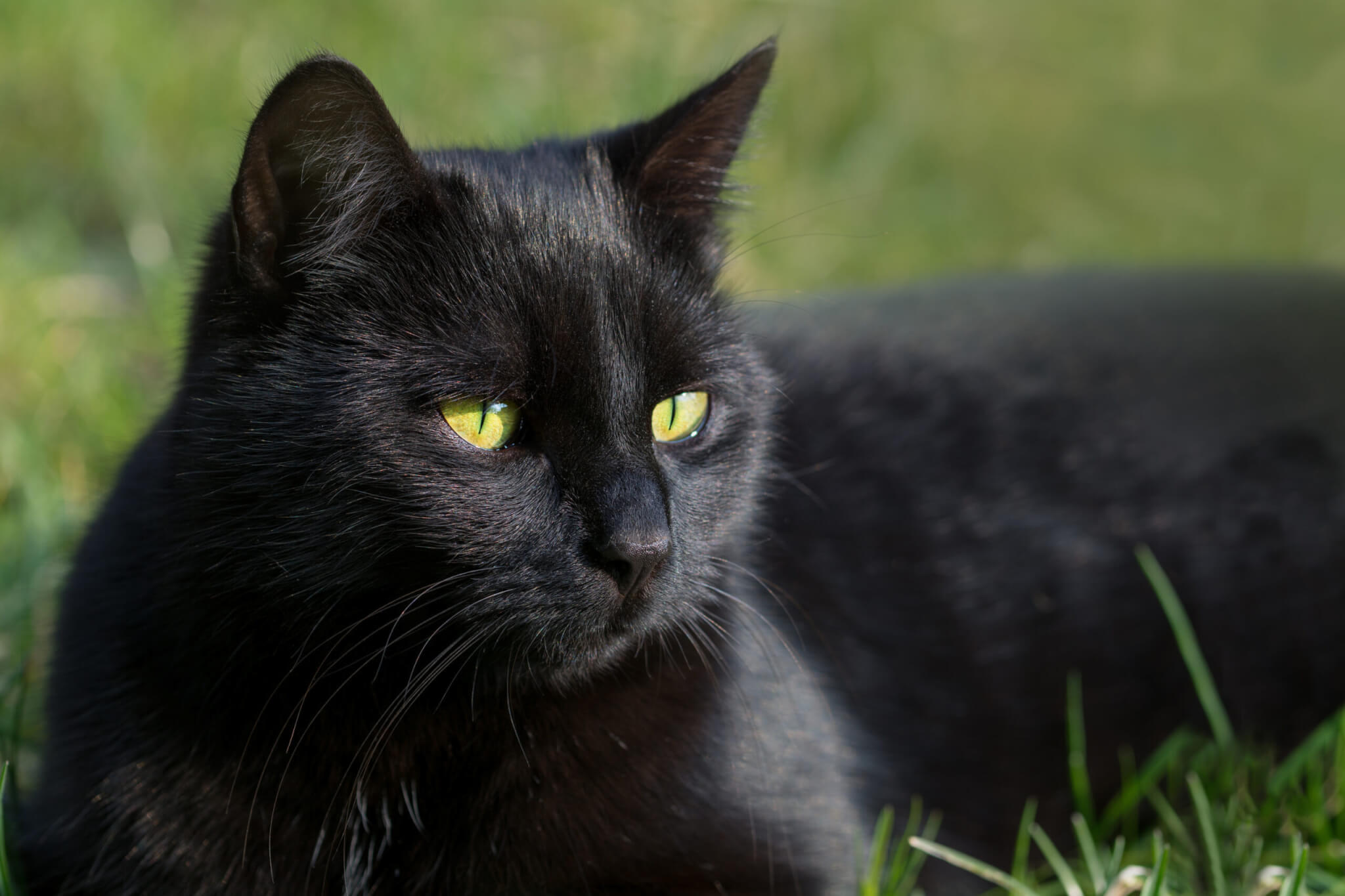 Black Cat Day (27th October) | Days Of The Year