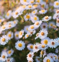 Perennial Gardening Month