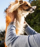 bond with your dog day