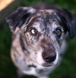 Adopt A Senior Pet Month