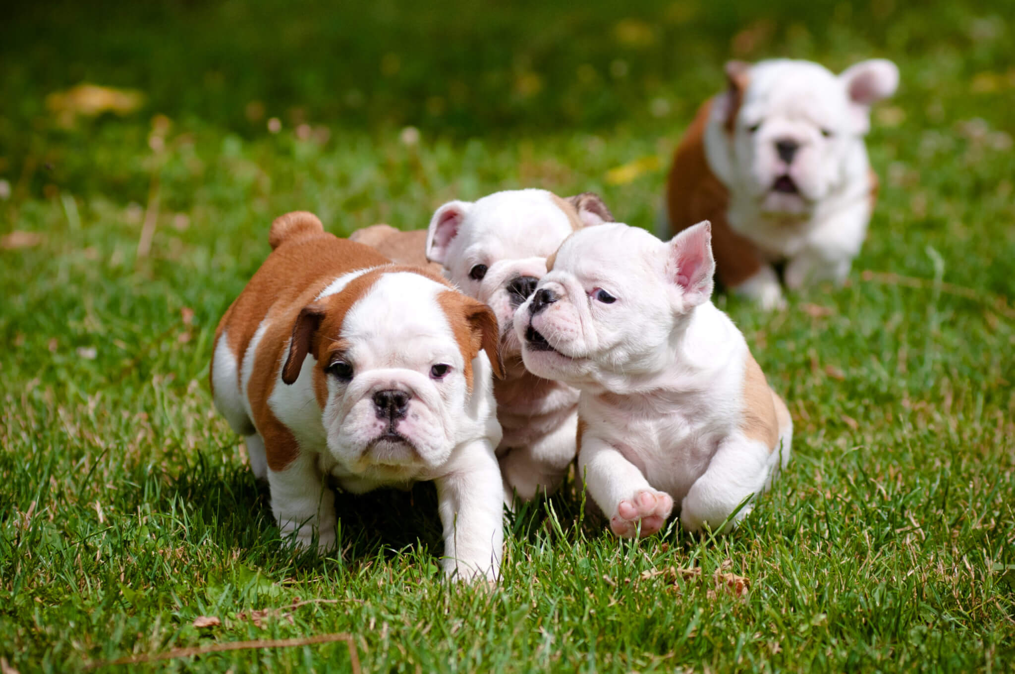 National Bulldogs Are Beautiful Day (April 21st)
